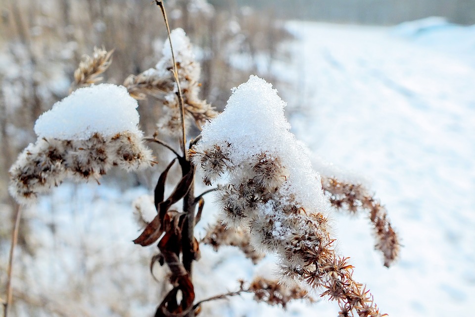 planten-inpakken-tegen-wintervorst