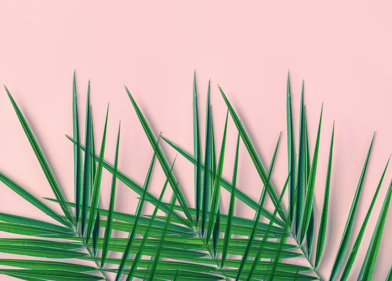 Tropical nature background. Spiky feathery green palm leaves on light pink wall background. Room house plant interior decoration urban jungle concept. Organic cosmetics spa wellness fashion backdrop